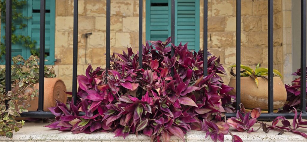 בית המוכתר, עספיא