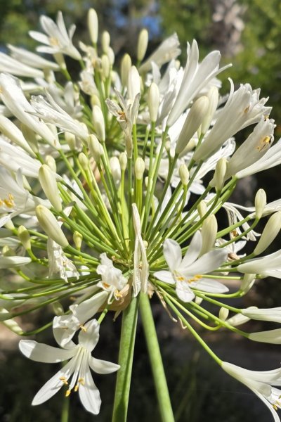 2025.06.21 Ayelet Braun Zur Ayelet Art Studio